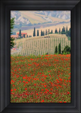 Framed Tuscan Vertical Poppies Print