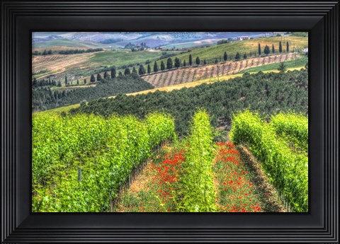 Framed Tuscan Wine Rows Print