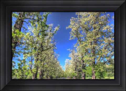Framed While Tree Blossoms Roadside Print