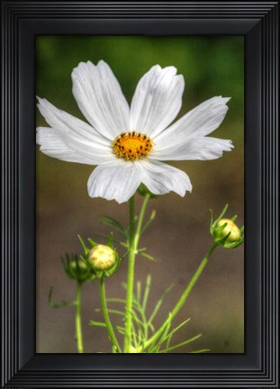 Framed White Flower Vertical Print