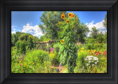 Framed Sunflowers and Garden Print