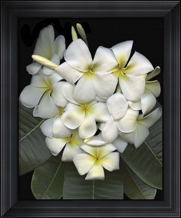 Framed Plumaria Print