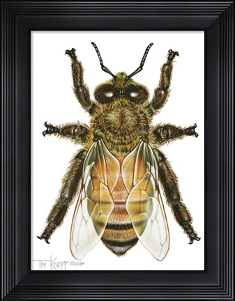 Framed Drone Honey Bee Print
