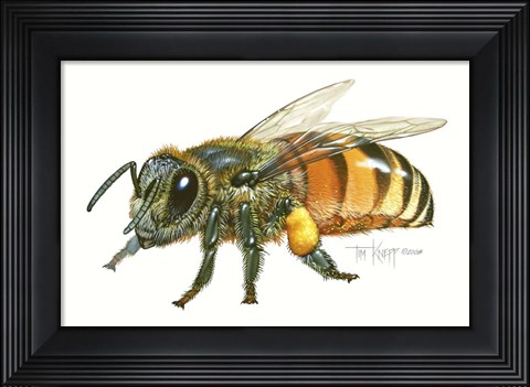 Framed Honey Bee Print