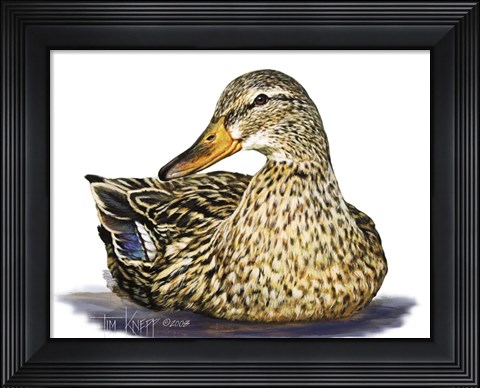 Framed Mallard Duck Print