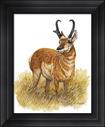 Framed Pronghorn Print