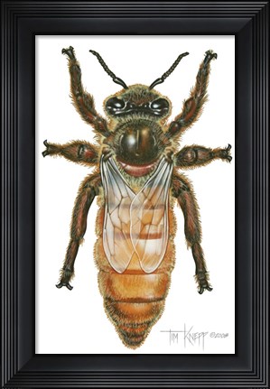 Framed Queen Honey Bee Print