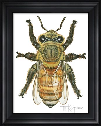 Framed Worker Honey Bee Print