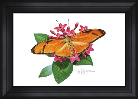 Framed Julia Butterfly Print