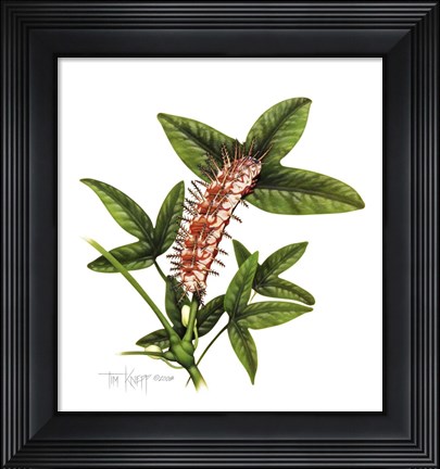 Framed Julia Caterpillar Print