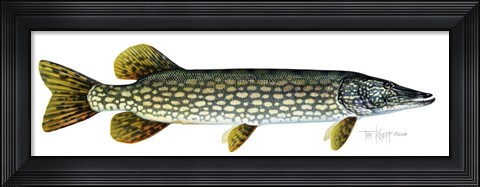 Framed Northern Pike Print