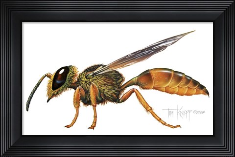 Framed Wasp Print