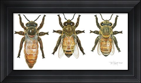 Framed Worker, Drone, And Queen Honey Bees Print