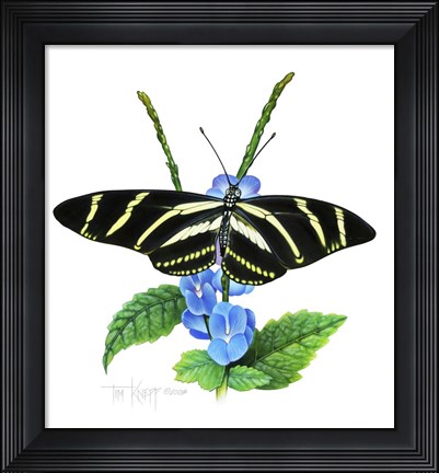 Framed Zebra Butterfly Print