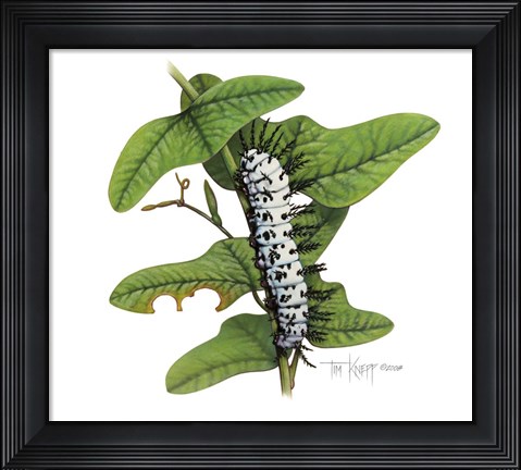 Framed Zebra Caterpillar Print