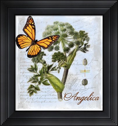 Framed Angelica Herb Print