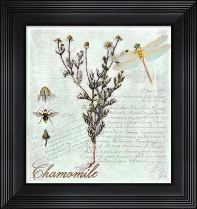 Framed Chamomile Herb Print