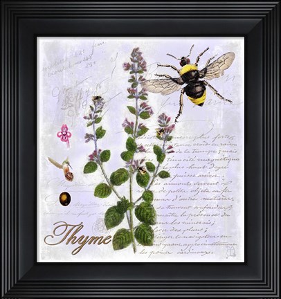 Framed Thyme Herb Print