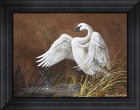 Framed Swan Song Print