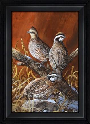 Framed Bobwhite Trio 4 Print