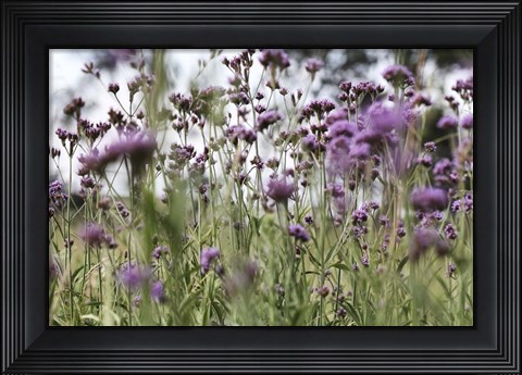 Framed 50 Shades Of Purple Print