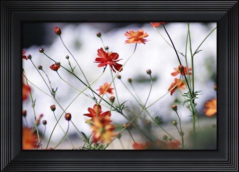 Framed In Anticipation Print