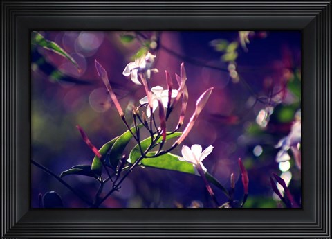 Framed Like Sunday Morning Print