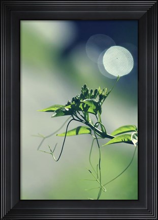 Framed Waking Up Print