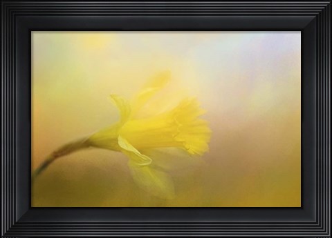 Framed First Spring Bloom Print