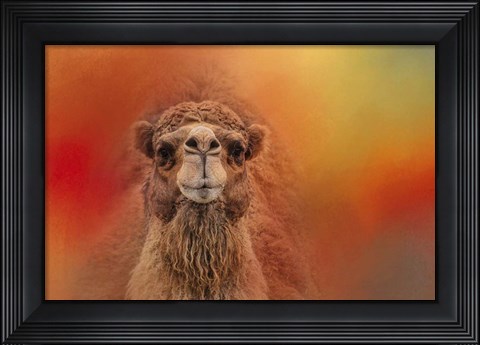 Framed Dromedary Camel Print