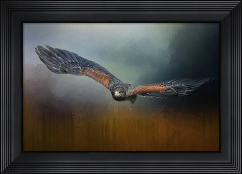 Framed Flight Of The Harris Hawk Print