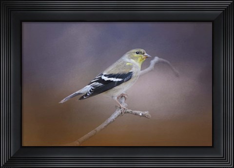 Framed Goldfinch In The Light Print