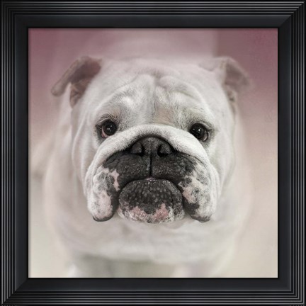 Framed Got Treat Bulldog Puppy Print