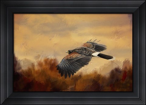 Framed Harris Hawk In Autumn Print