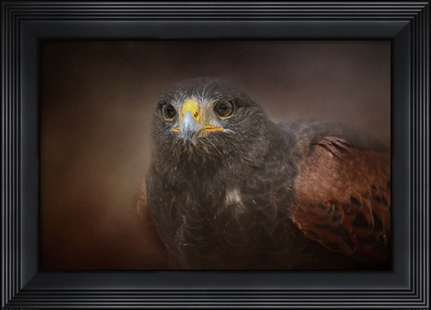 Framed Portrait Of The Harris Hawk Print