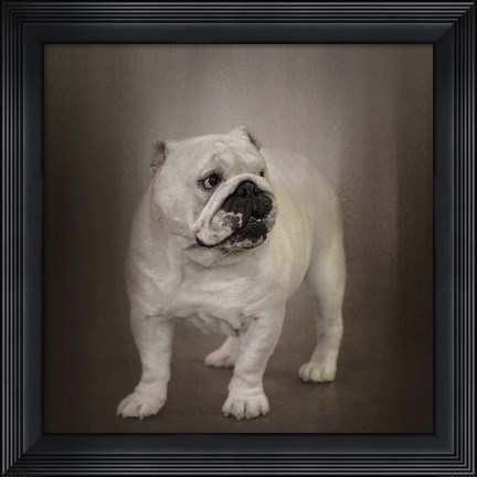 Framed Quiet Observer Bulldog Puppy Print