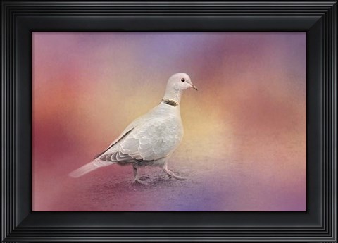 Framed Spring Eurasian Collared Dove Print