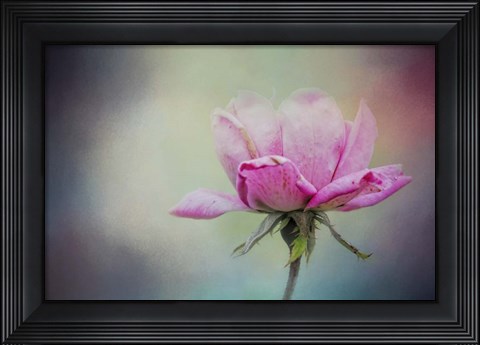 Framed Last Pink Rose Print
