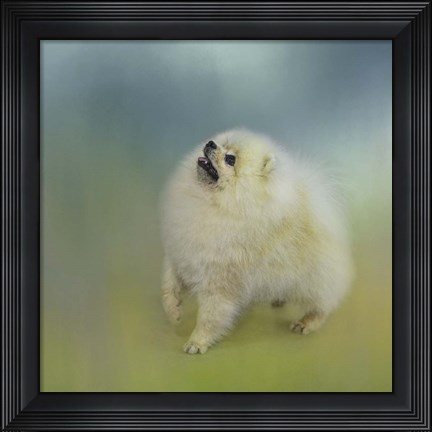 Framed Watching For Rain Drops Pomeranian Print