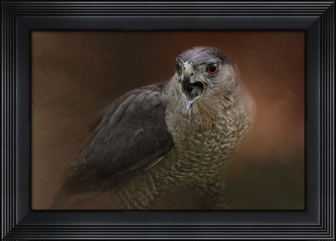 Framed Angry Sharp Shinned Hawk Print