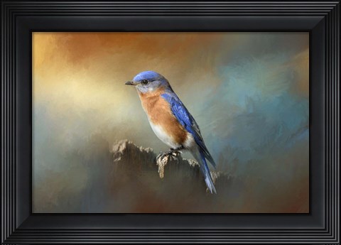 Framed Bluebird On The Fence Print