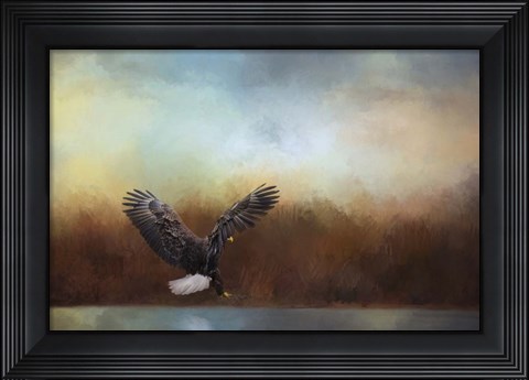 Framed Eagle Hunting In The Marsh Print