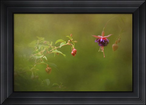 Framed Fuchsia Buds and Bloom Print