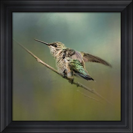 Framed Hummingbird In Spring Storm Print