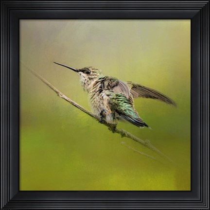 Framed Hummingbird On Lime Print