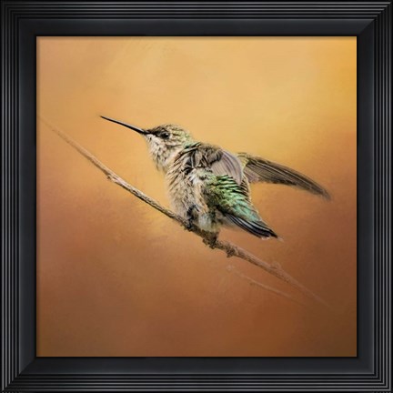 Framed Hummingbird On Peach Print