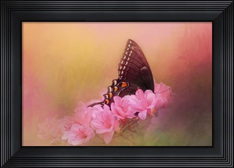 Framed Napping In The Azaleas Print