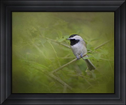 Framed Spring Chickadee Print