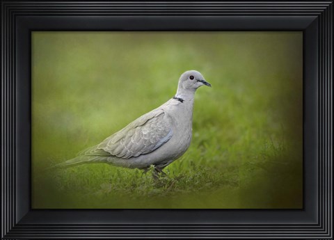 Framed Spring Dove Print