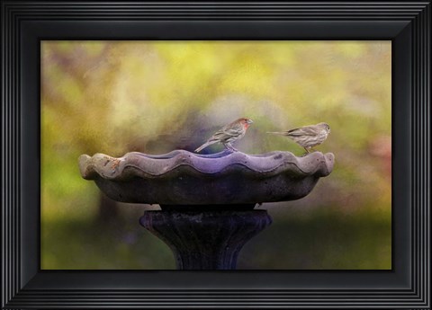Framed Finches On The Bird Bath Print